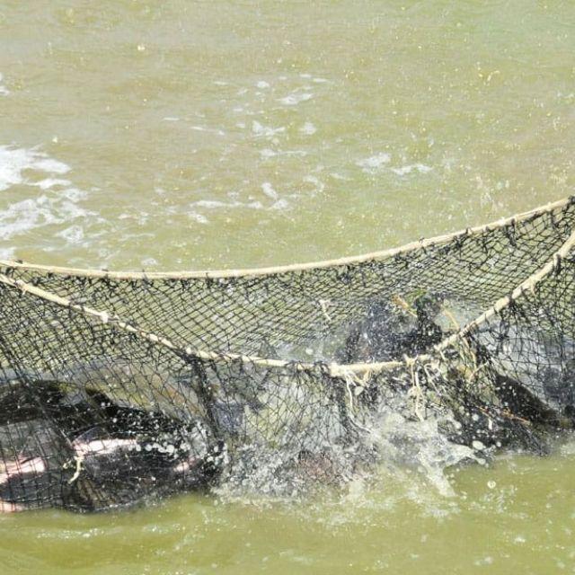 Deputado Alan Queiroz solicita aquisição e distribuição de alevinos de peixes aos produtores rurais de Rondônia