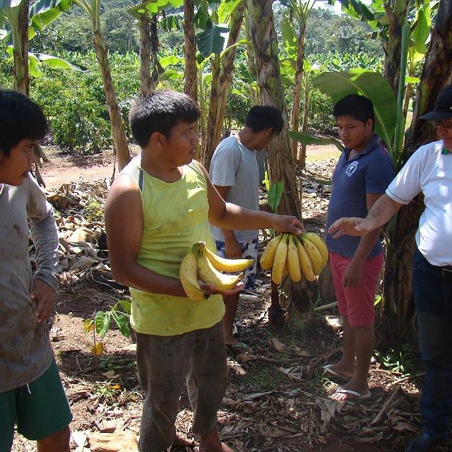 R$ 2,5 milhões destinados ao Programa de Aquisição de Alimentos beneficiam aproximadamente 300 produtores indígenas, em Rondônia