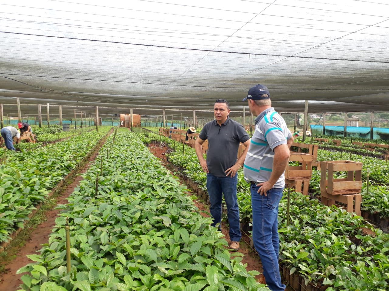 Prefeitura vai distribuir 700 mil mudas de café clonal a partir de dezembro