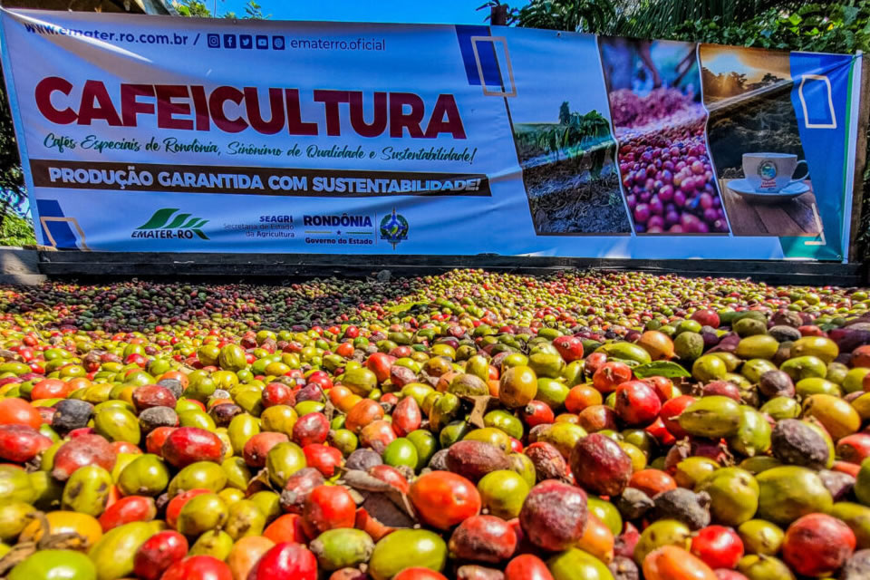 Municípios de Rondônia se destacam como grandes produtores de café