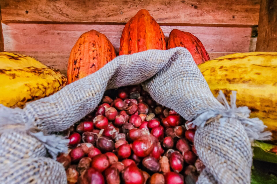 Editais estão abertos para manifestação de interesse em patrocínio dos concursos de cacau e café, em Rondônia