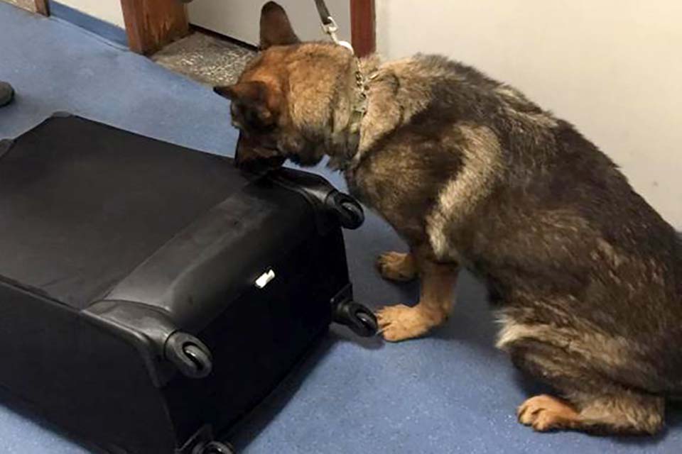 Cão farejador encontra droga em mala de passageiro em aeroporto em RO com destino ao PR