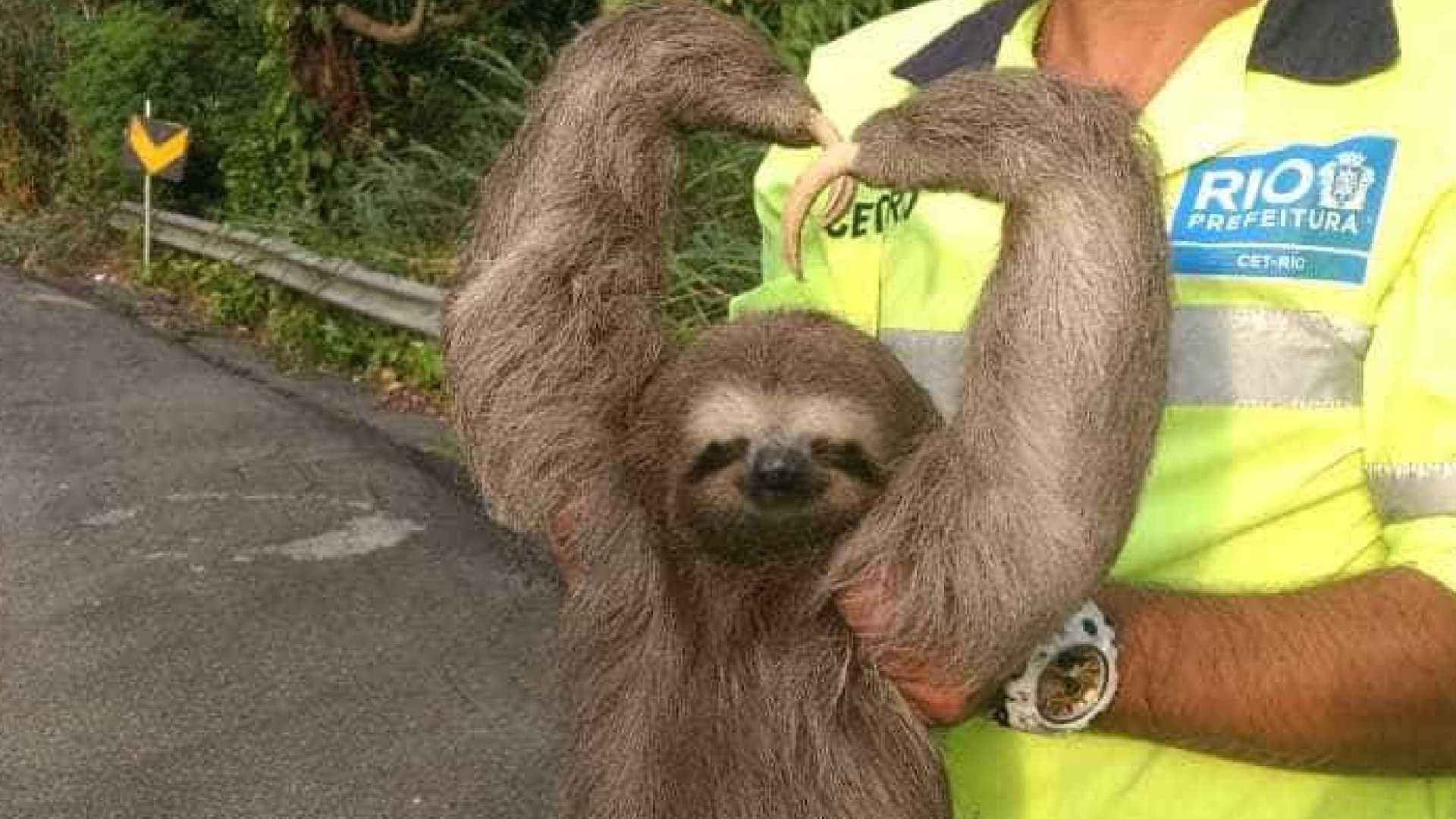 Bicho-preguiça faz coraçãozinho para foto após ser resgatado no Rio