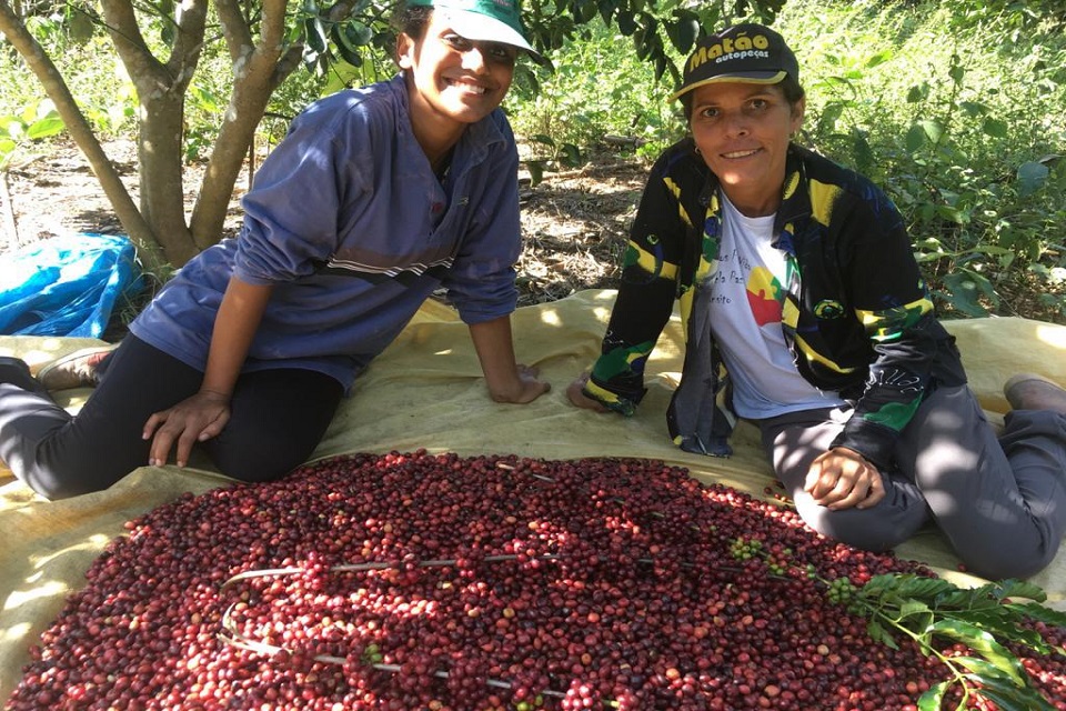 Colheita dos cafés Robustas Amazônicos avança e chega a 40% em Rondônia