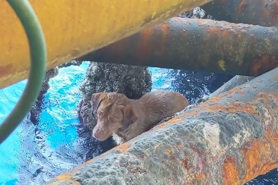 Cão é resgatado no mar por plataforma de petróleo a 220 km da costa