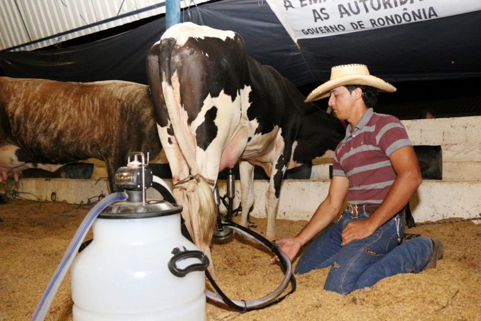 Concurso leiteiro vai premiar em R$ 16 mil na Expojipa as categorias vaca e novilha