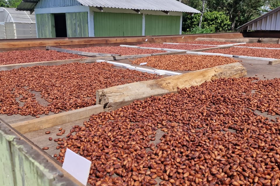 Pesquisa científica fortalece produção de cacau e impulsiona agricultura familiar em Rondônia
